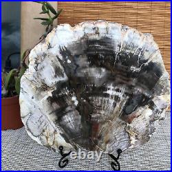 Top 190mm Natural Petrified Wood fossil Rough Slice Madagascar 1258g A3754