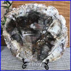 Top 190mm Natural Petrified Wood fossil Rough Slice Madagascar 1258g A3754
