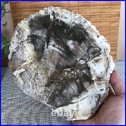 Top 190mm Natural Petrified Wood fossil Rough Slice Madagascar 1258g A3754