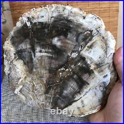Top 190mm Natural Petrified Wood fossil Rough Slice Madagascar 1258g A3754