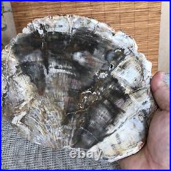 Top 190mm Natural Petrified Wood fossil Rough Slice Madagascar 1258g A3754