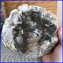 Top 190mm Natural Petrified Wood fossil Rough Slice Madagascar 1258g A3754