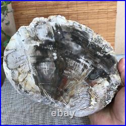 Top 190mm Natural Petrified Wood fossil Rough Slice Madagascar 1258g A3754