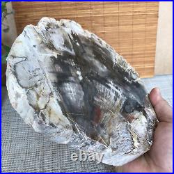 Top 190mm Natural Petrified Wood fossil Rough Slice Madagascar 1258g A3754