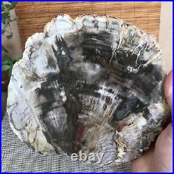 Top 190mm Natural Petrified Wood fossil Rough Slice Madagascar 1258g A3754