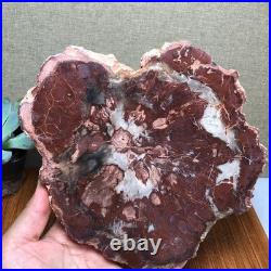 Top 190mm Natural Petrified Wood fossil Rough Slice Madagascar 1.23kg g7581
