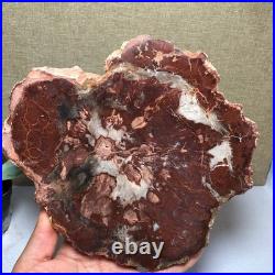 Top 190mm Natural Petrified Wood fossil Rough Slice Madagascar 1.23kg g7581