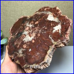 Top 190mm Natural Petrified Wood fossil Rough Slice Madagascar 1.23kg g7581