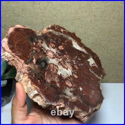 Top 190mm Natural Petrified Wood fossil Rough Slice Madagascar 1.23kg g7581