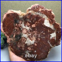 Top 190mm Natural Petrified Wood fossil Rough Slice Madagascar 1.23kg g7581