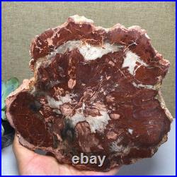 Top 190mm Natural Petrified Wood fossil Rough Slice Madagascar 1.23kg g7581
