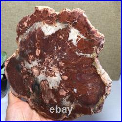 Top 190mm Natural Petrified Wood fossil Rough Slice Madagascar 1.23kg g7581