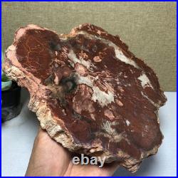 Top 190mm Natural Petrified Wood fossil Rough Slice Madagascar 1.23kg g7581