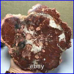 Top 190mm Natural Petrified Wood fossil Rough Slice Madagascar 1.23kg g7581