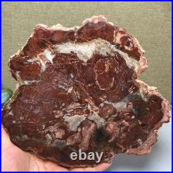 Top 190mm Natural Petrified Wood fossil Rough Slice Madagascar 1.23kg g7581