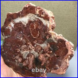 Top 190mm Natural Petrified Wood fossil Rough Slice Madagascar 1.23kg g7581