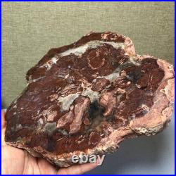 Top 190mm Natural Petrified Wood fossil Rough Slice Madagascar 1.23kg g7581