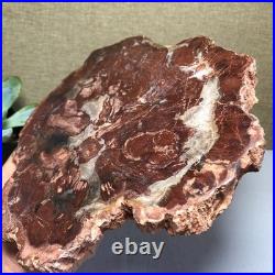 Top 190mm Natural Petrified Wood fossil Rough Slice Madagascar 1.23kg g7581