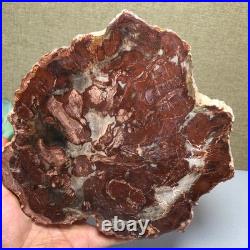 Top 190mm Natural Petrified Wood fossil Rough Slice Madagascar 1.23kg g7581