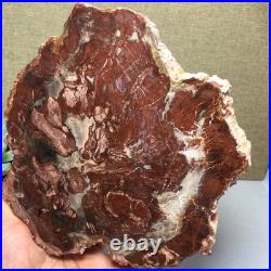 Top 190mm Natural Petrified Wood fossil Rough Slice Madagascar 1.23kg g7581