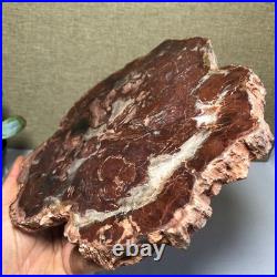 Top 190mm Natural Petrified Wood fossil Rough Slice Madagascar 1.23kg g7581