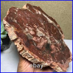 Top 190mm Natural Petrified Wood fossil Rough Slice Madagascar 1.23kg g7581