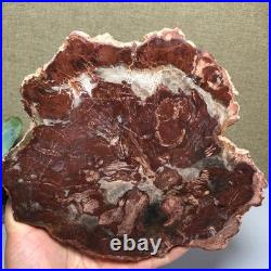 Top 190mm Natural Petrified Wood fossil Rough Slice Madagascar 1.23kg g7581