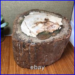 Top 200mm Natural Petrified Wood fossil Rough Slice Madagascar 7.47kg g7603 Top 200mm Natural Petrified Wood fossil Rough Slice Madagascar 7.47kg g7603