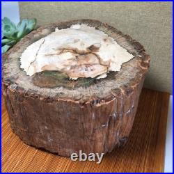 Top 200mm Natural Petrified Wood fossil Rough Slice Madagascar 7.47kg g7603 Top 200mm Natural Petrified Wood fossil Rough Slice Madagascar 7.47kg g7603