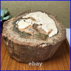 Top 200mm Natural Petrified Wood fossil Rough Slice Madagascar 7.47kg g7603 Top 200mm Natural Petrified Wood fossil Rough Slice Madagascar 7.47kg g7603