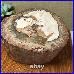 Top 200mm Natural Petrified Wood fossil Rough Slice Madagascar 7.47kg g7603 Top 200mm Natural Petrified Wood fossil Rough Slice Madagascar 7.47kg g7603