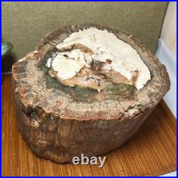 Top 200mm Natural Petrified Wood fossil Rough Slice Madagascar 7.47kg g7603 Top 200mm Natural Petrified Wood fossil Rough Slice Madagascar 7.47kg g7603
