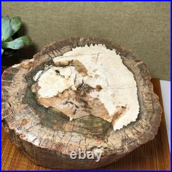 Top 200mm Natural Petrified Wood fossil Rough Slice Madagascar 7.47kg g7603 Top 200mm Natural Petrified Wood fossil Rough Slice Madagascar 7.47kg g7603