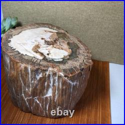 Top 200mm Natural Petrified Wood fossil Rough Slice Madagascar 7.47kg g7603 Top 200mm Natural Petrified Wood fossil Rough Slice Madagascar 7.47kg g7603