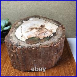 Top 200mm Natural Petrified Wood fossil Rough Slice Madagascar 7.47kg g7603 Top 200mm Natural Petrified Wood fossil Rough Slice Madagascar 7.47kg g7603