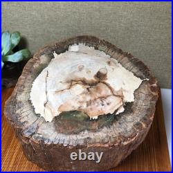 Top 200mm Natural Petrified Wood fossil Rough Slice Madagascar 7.47kg g7603 Top 200mm Natural Petrified Wood fossil Rough Slice Madagascar 7.47kg g7603