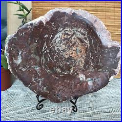 Top 215mm Natural Petrified Wood fossil Rough Slice Madagascar 1806g A3753