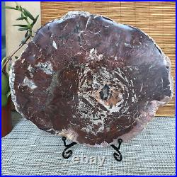 Top 215mm Natural Petrified Wood fossil Rough Slice Madagascar 1806g A3753