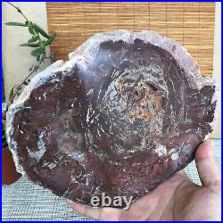 Top 215mm Natural Petrified Wood fossil Rough Slice Madagascar 1806g A3753