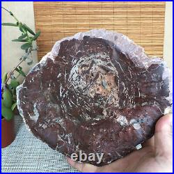 Top 215mm Natural Petrified Wood fossil Rough Slice Madagascar 1806g A3753