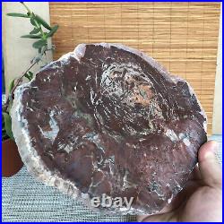 Top 215mm Natural Petrified Wood fossil Rough Slice Madagascar 1806g A3753