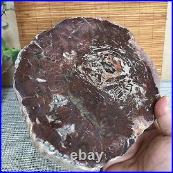 Top 215mm Natural Petrified Wood fossil Rough Slice Madagascar 1806g A3753