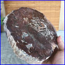 Top 215mm Natural Petrified Wood fossil Rough Slice Madagascar 1806g A3753