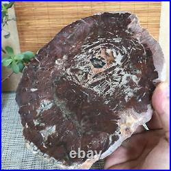 Top 215mm Natural Petrified Wood fossil Rough Slice Madagascar 1806g A3753