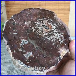 Top 215mm Natural Petrified Wood fossil Rough Slice Madagascar 1806g A3753