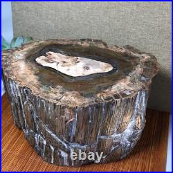 Top 220mm Natural Petrified Wood fossil Rough Slice Madagascar 8.33kg g7604 Top 220mm Natural Petrified Wood fossil Rough Slice Madagascar 8.33kg g7604