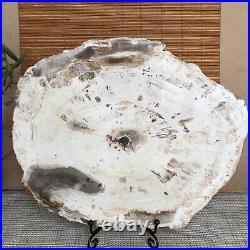 Top 233mm Natural Petrified Wood fossil Rough Slice Madagascar 2.04kg A3747