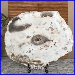 Top 233mm Natural Petrified Wood fossil Rough Slice Madagascar 2.04kg A3747