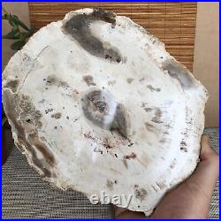 Top 233mm Natural Petrified Wood fossil Rough Slice Madagascar 2.04kg A3747