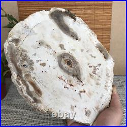 Top 233mm Natural Petrified Wood fossil Rough Slice Madagascar 2.04kg A3747